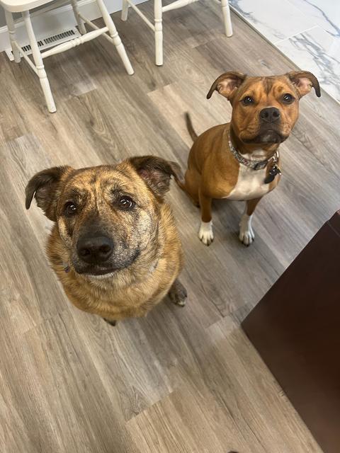 The Helping Co. office dogs