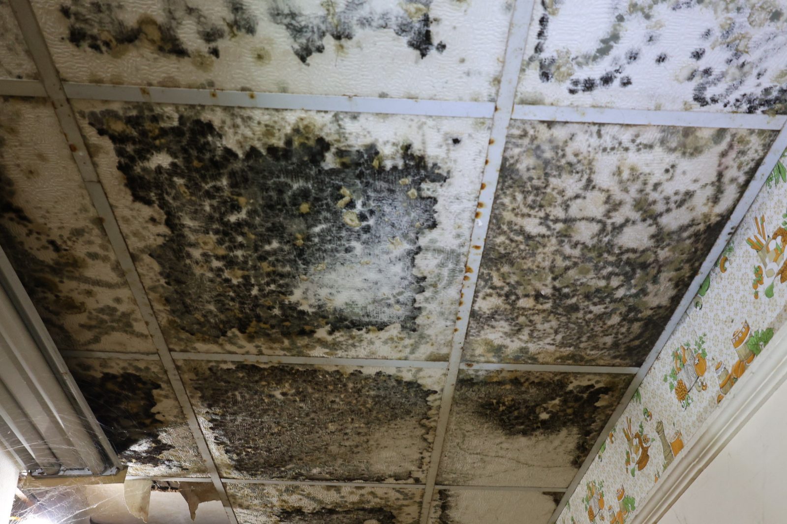 Water and mold damaged ceiling interior in a Mohnton, PA home